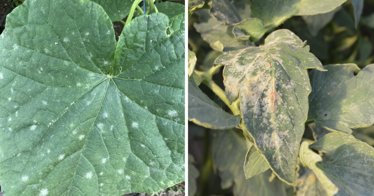 Fainarea la culturile de legume