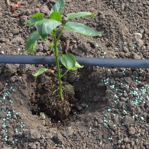 Pregatirea pentru plantarea rasadurilor