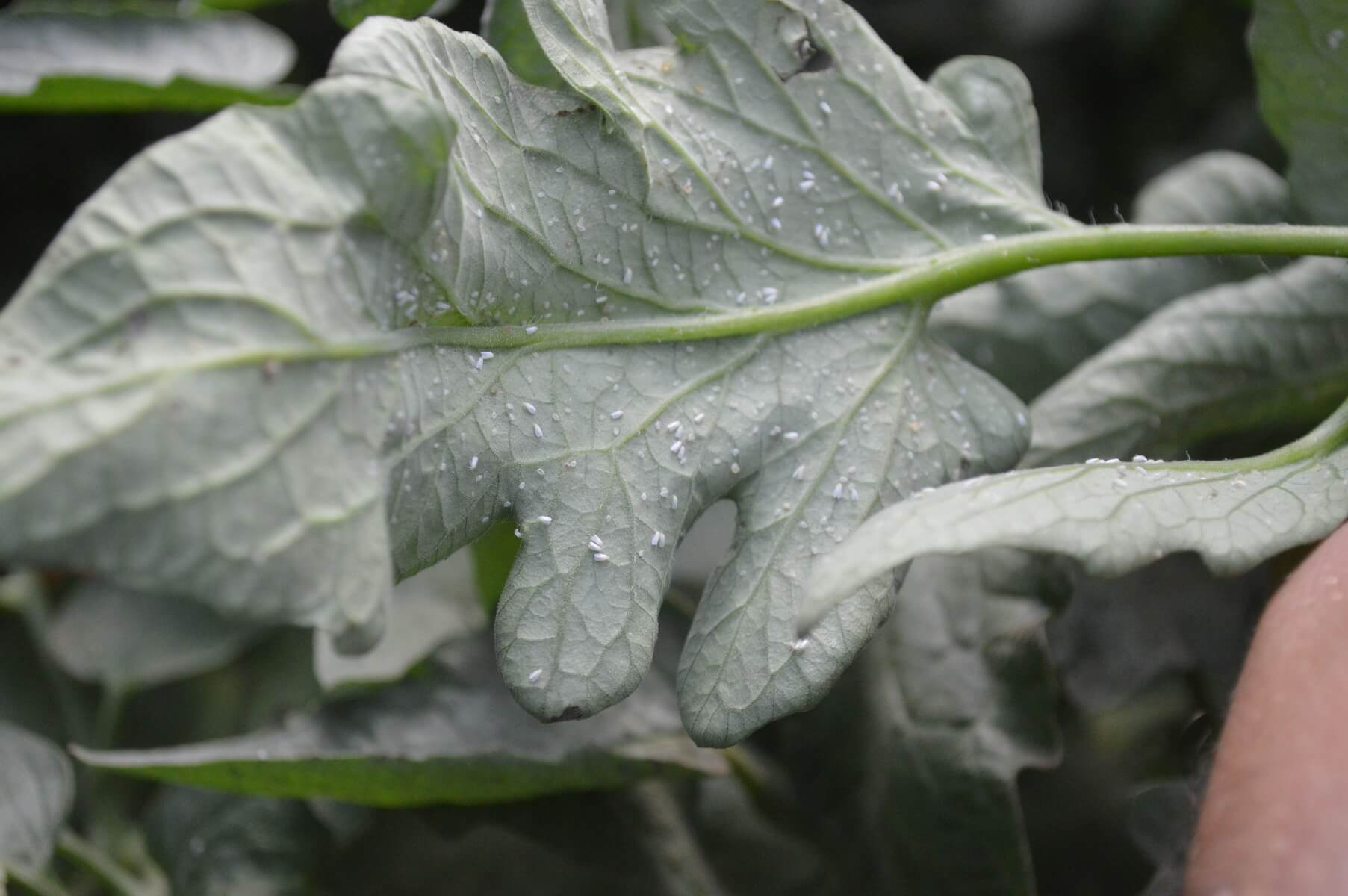 Musculita alba - Control si combatere