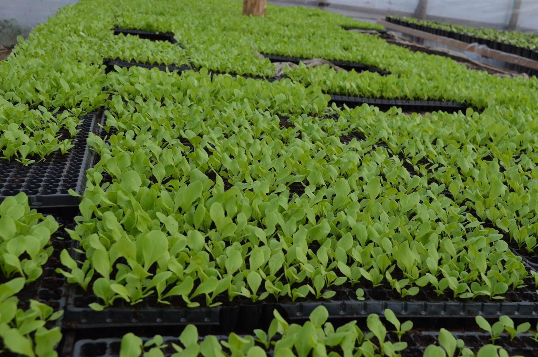 Repicarea rasadului de salata verde 