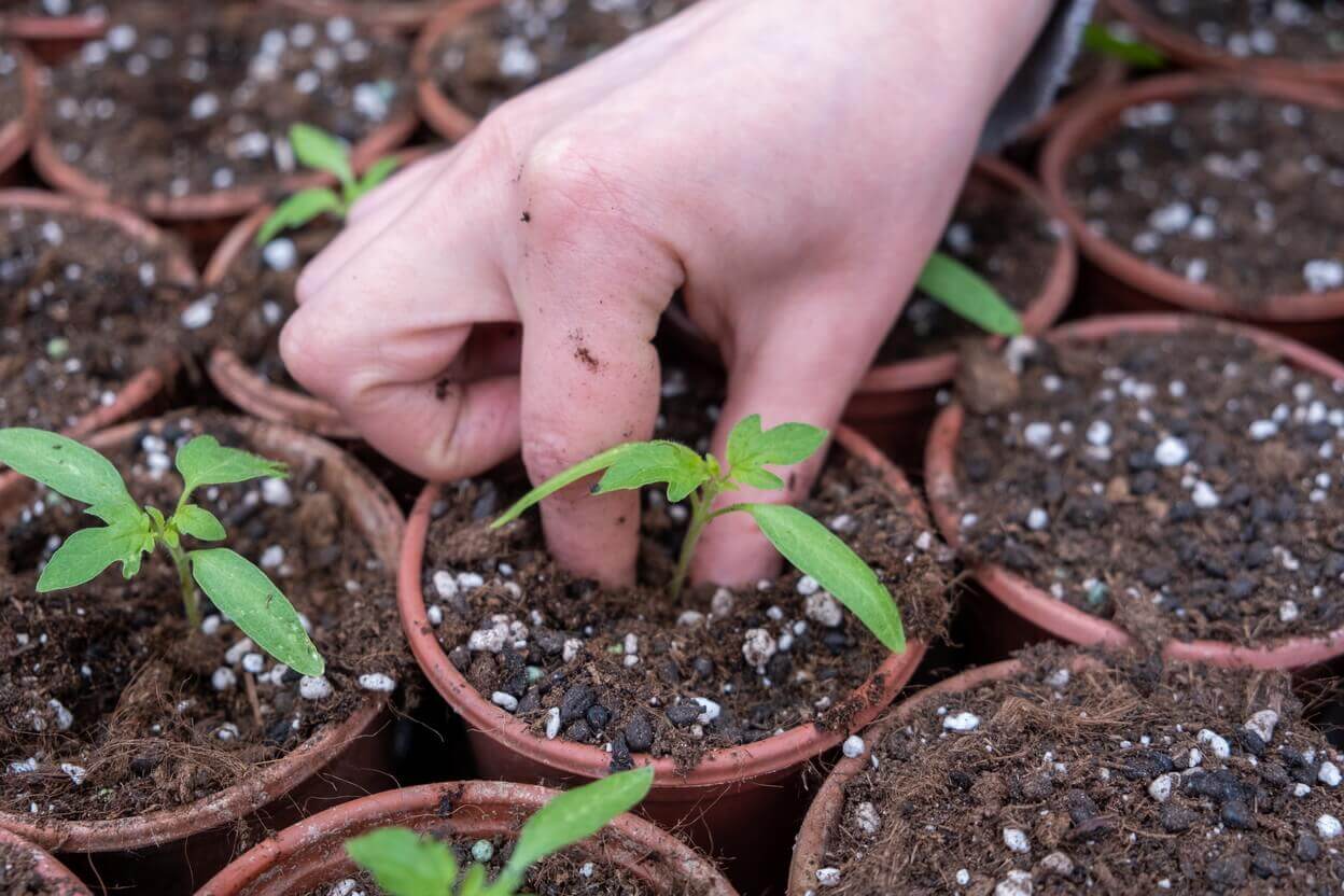 Repicarea rasadurilor de legume in ghivece