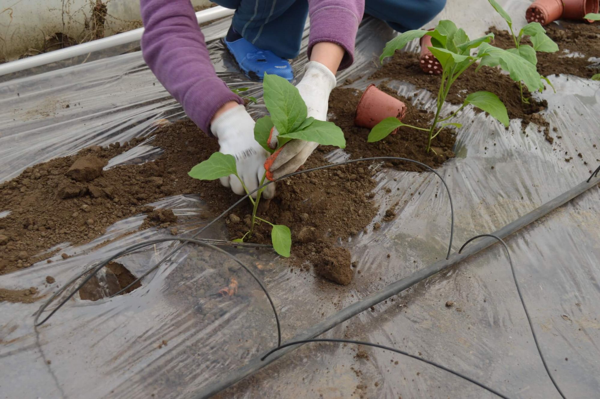 Plantarea rasadurilor de legume in sere si solarii