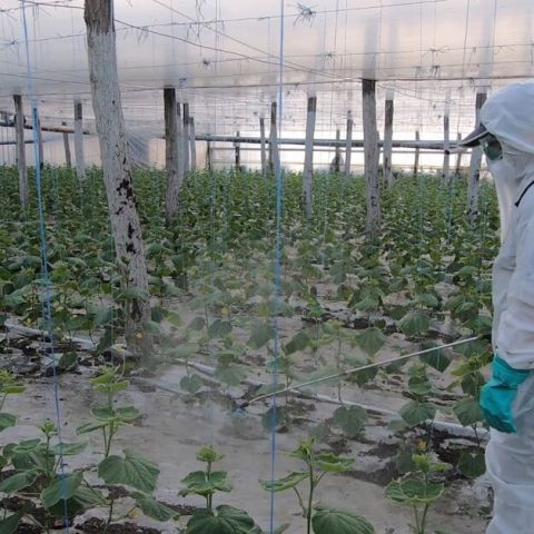 Fertilizarea foliara - aplicarea nutrientilor prin stropire