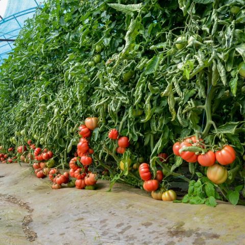 Pasi pentru obtinerea unei culturi de legume calitative  