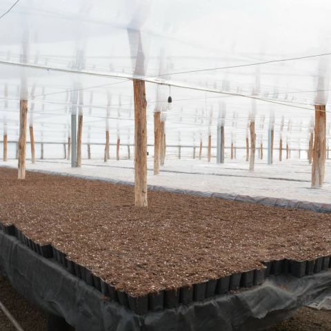 Lucrarile lunii februarie in legumicultura