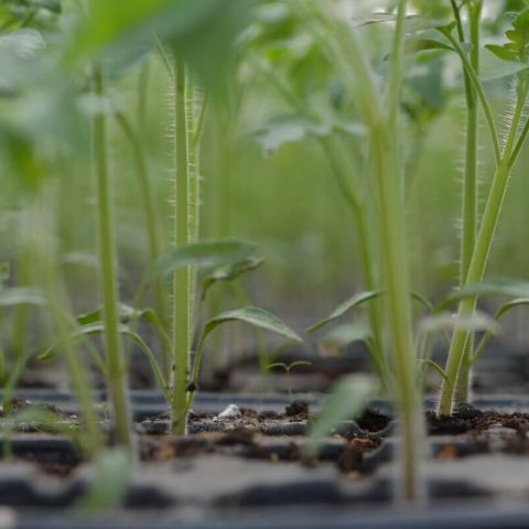 Alungirea rasadurilor de legume. Cauze, Efecte si Prevenire