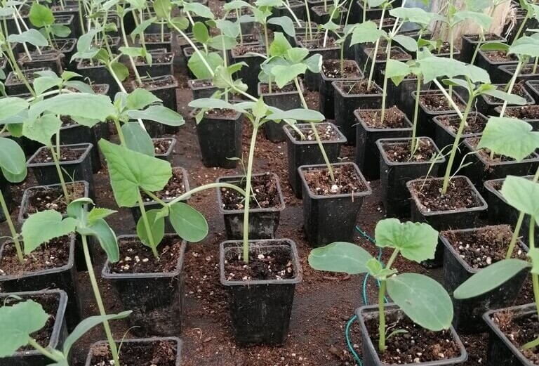 Alungirea rasadurilor de legume. Cauze, Efecte si Prevenire