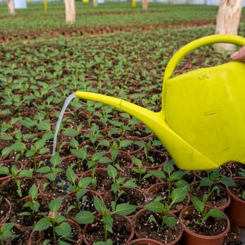 10 Intrebari despre aplicarea ingrasamintelor la culturile de legume