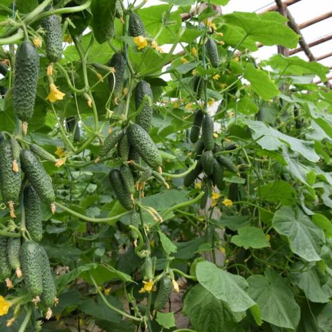 10 Intrebari despre aplicarea ingrasamintelor la culturile de legume