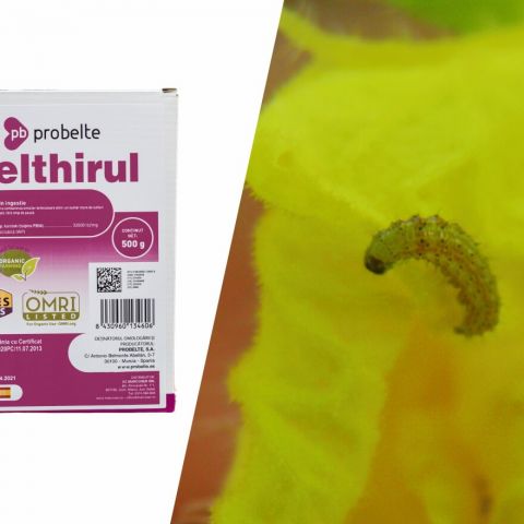 Insecticidul BIO pe baza de Bacillus Thuringiensis