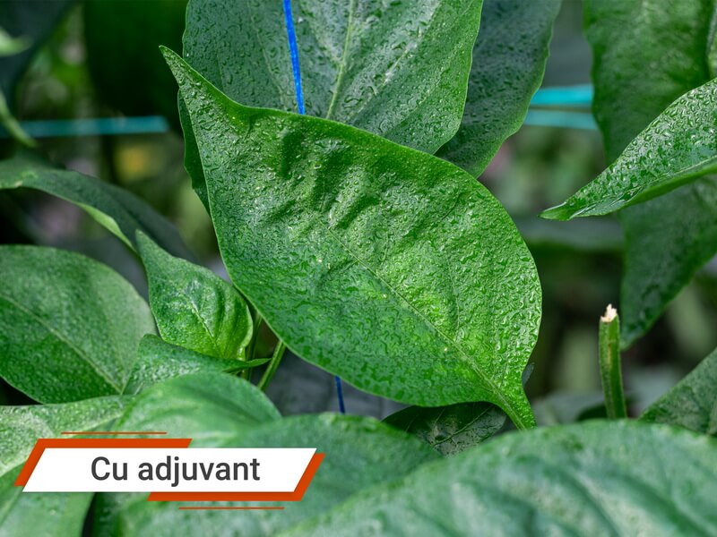Beneficiile adjuvantilor in tratamentele fitosanitare