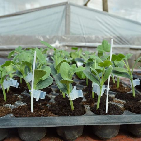 Altoirea pepenilor verzi utilizand portaltoi