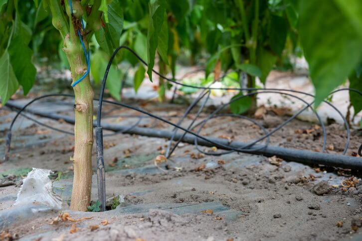 TUB CAPILAR 2mm x 80cm