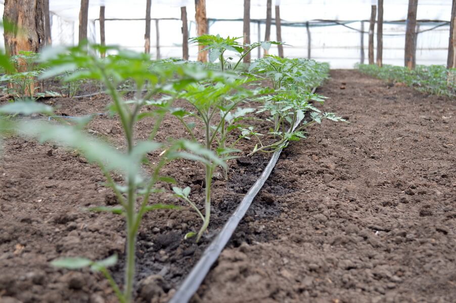 BANDA DE IRIGARE PRIN PICURARE SUNSTREAM (DG30)