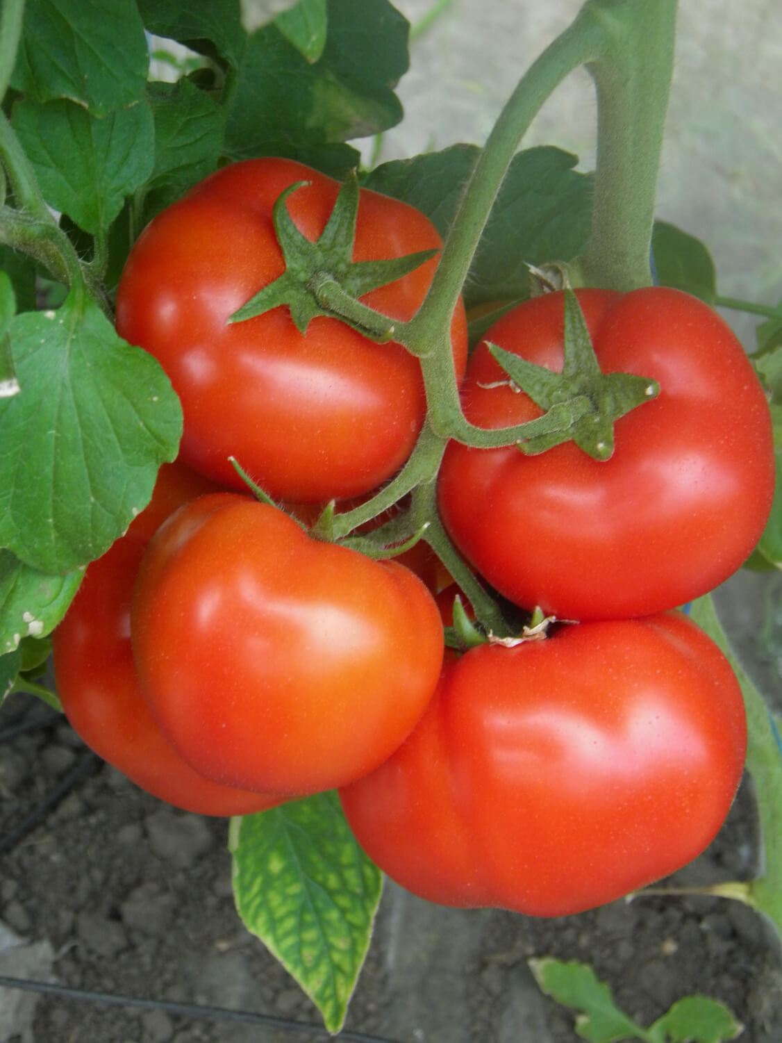 MCSU 07 F1 ( SAHMAT F1 )