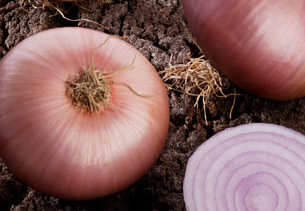 COLORADA DE FIGUERAS