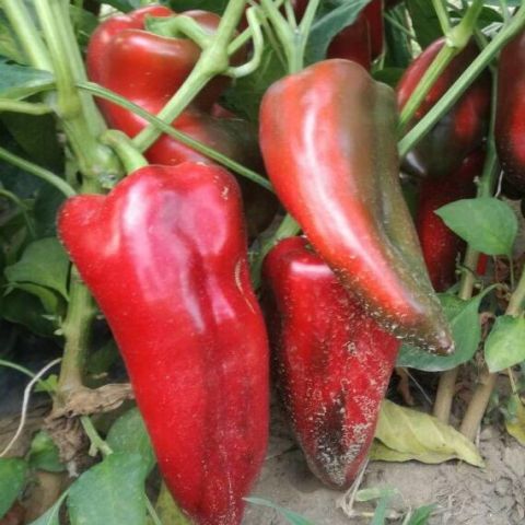 PICIOR DE ELEFANT (SLONOVO NOGA)