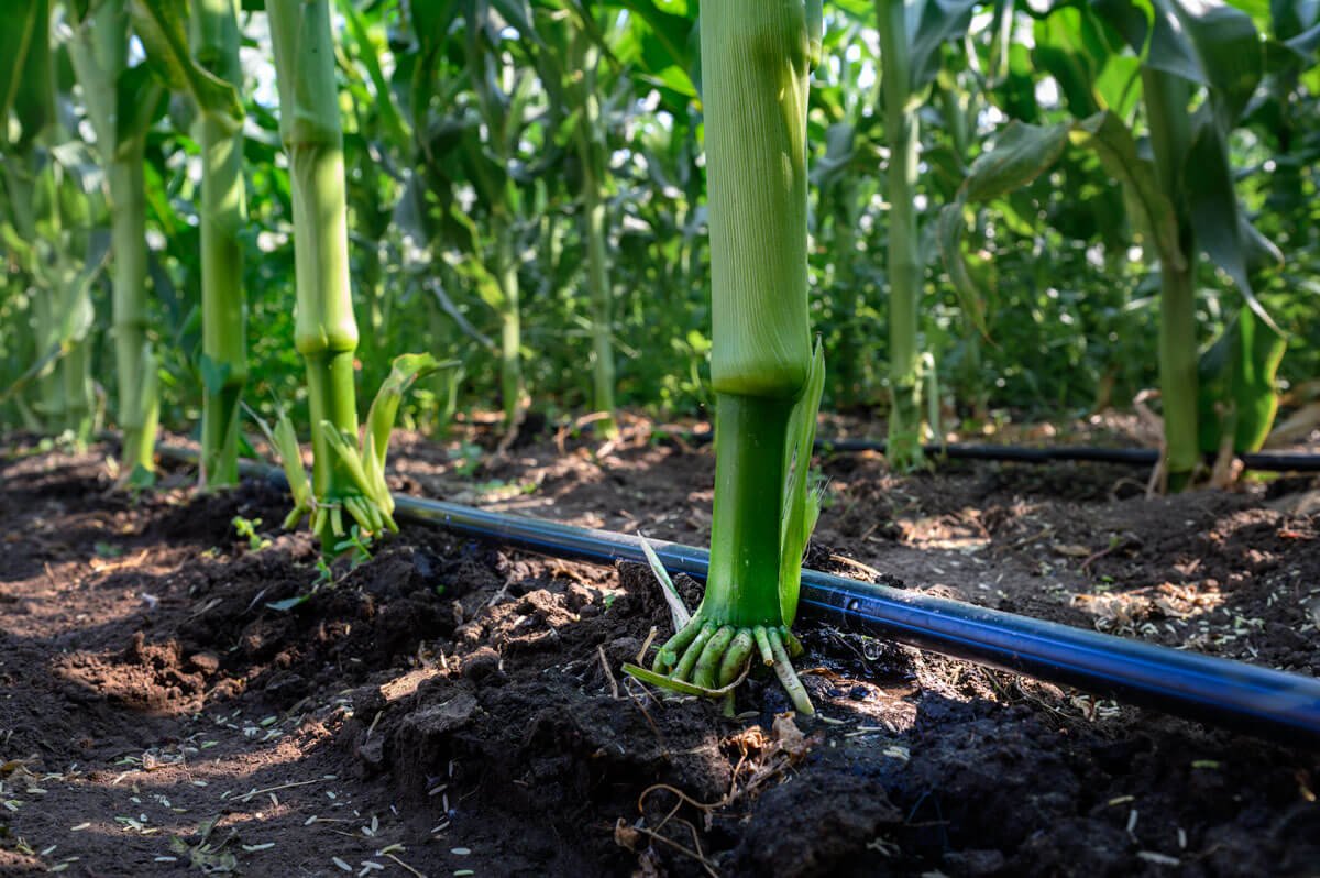 BANDA DE IRIGARE PRIN PICURARE PENTRU PORUMB