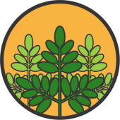 Seminte de lucerna