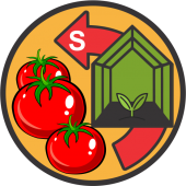 Seminte de tomate semideterminate