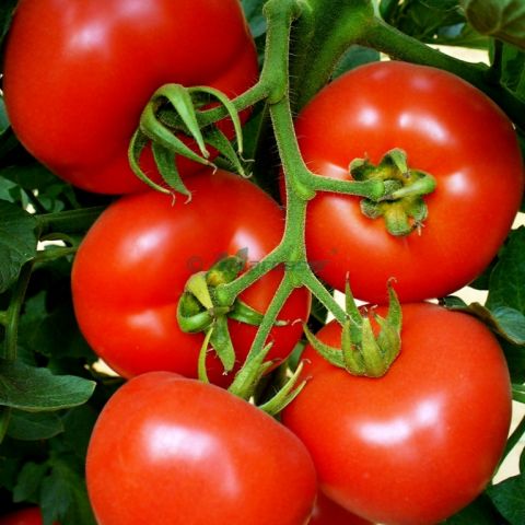 Inducerea maririi fructelor si coacerea la tomate