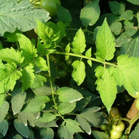 Carenta de fier la legume