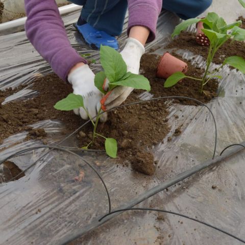 Plantarea rasadurilor de legume in sere si solarii