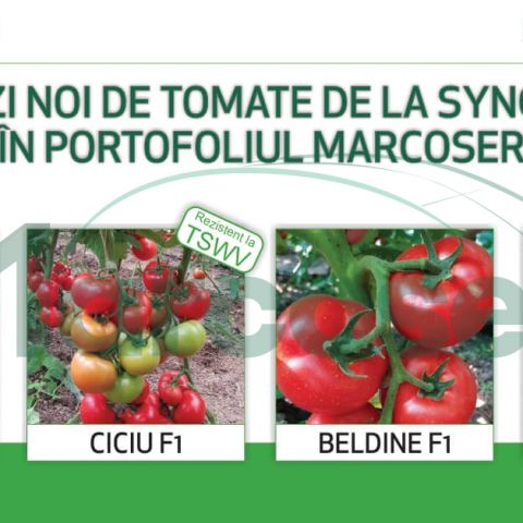 Hibrizi noi de tomate de la Syngenta in portofoliul Marcoser