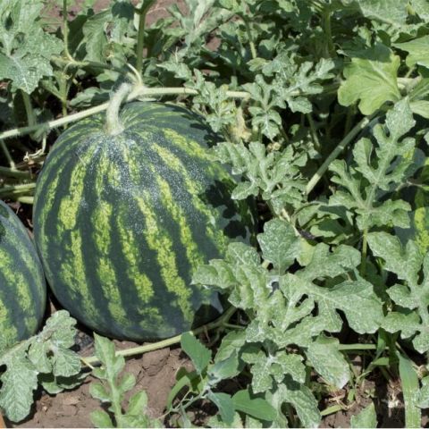 Planuri de fertilizare radiculara si foliara la pepeni