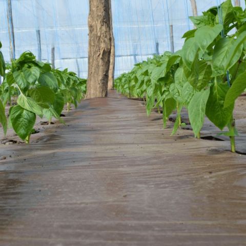 Folia de mulcire. Utilizari si Avantaje