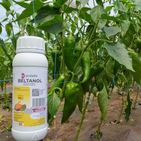 Beltanol - fungicid- bactericid pentru combaterea bolilor vasculare