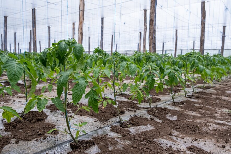 Lucrarile efectuate in legumicultura in luna aprilie