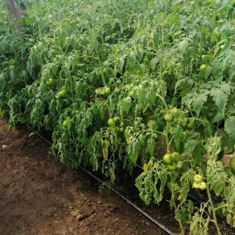 Ofilirea bacteriana a tomatelor (Cmm)