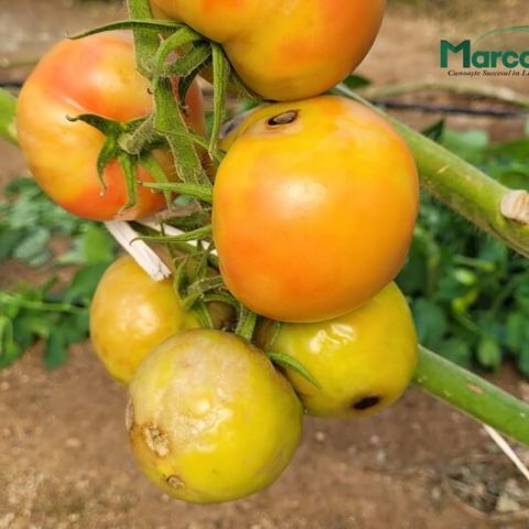 ToBRFV - Virusul fructelor rugoase brune al tomatelor