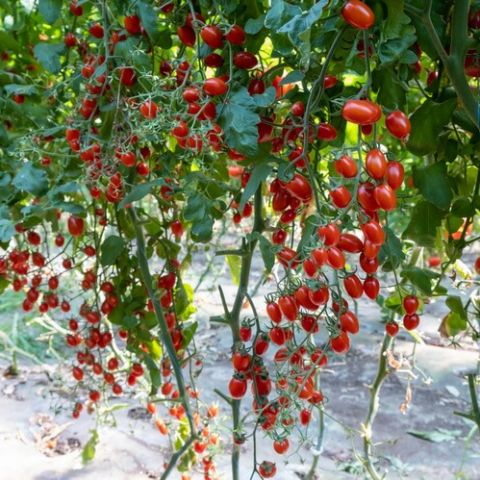Cultivarea tomatelor cherry in solar si sere