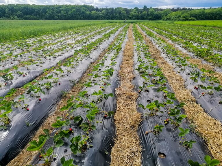 FOLIE DE MULCIRE NEAGRA