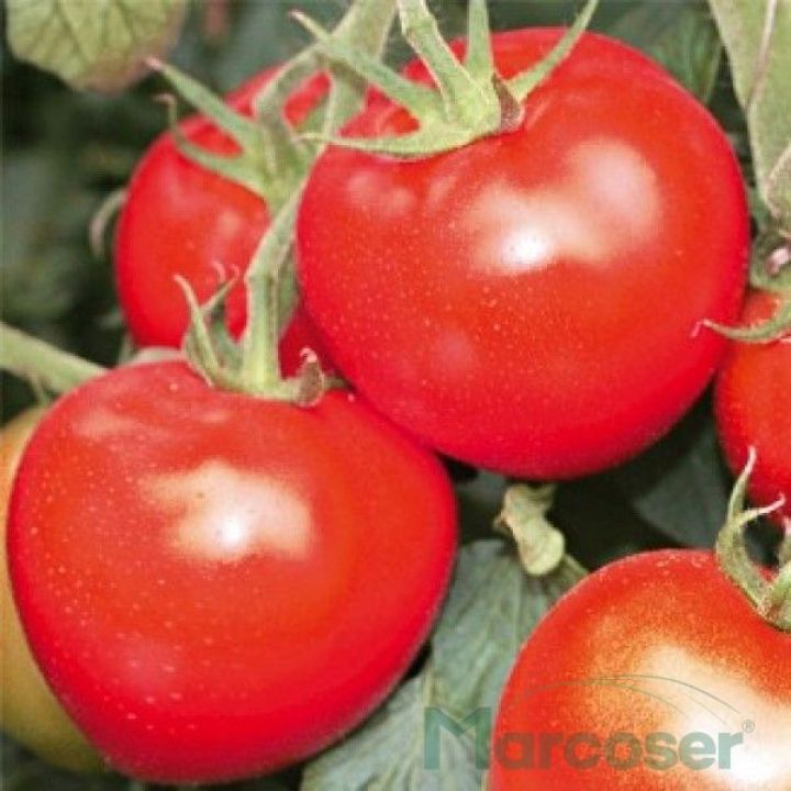 Tomate Buzau 47