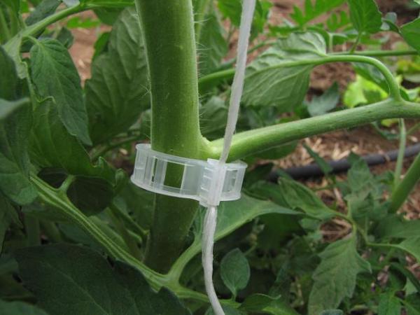 CLIPSURI DE PALISARE 