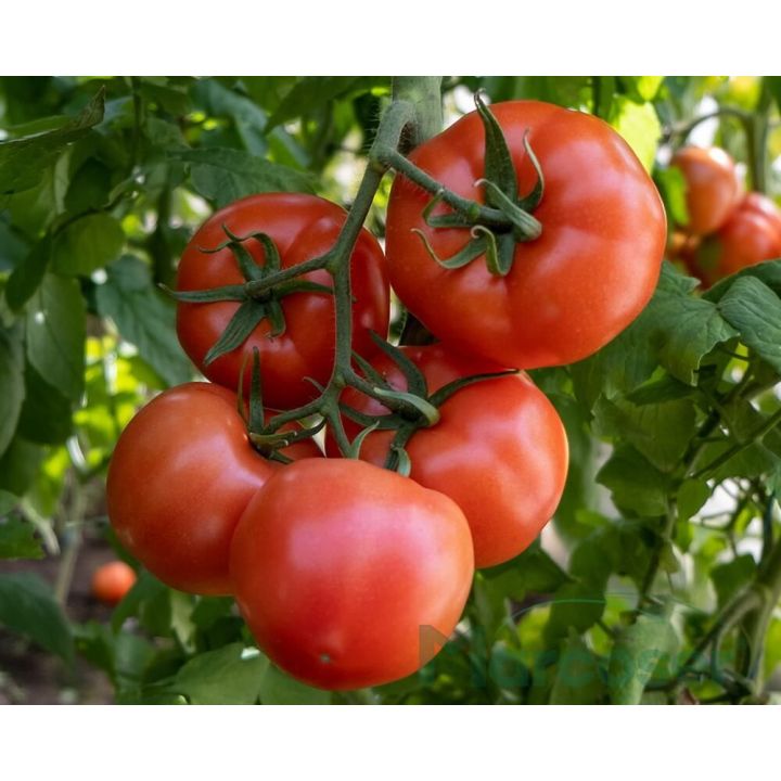Seminte tomate Vitara F1 - 1