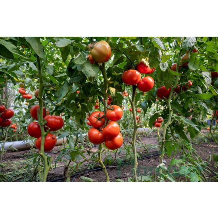 Seminte tomate Vitara F1 - 2