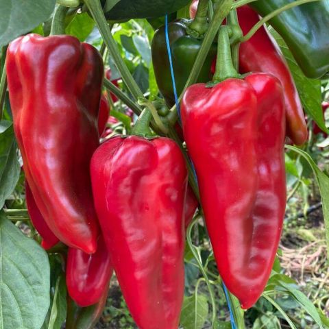 VALIRA F1 (KAP 140502)