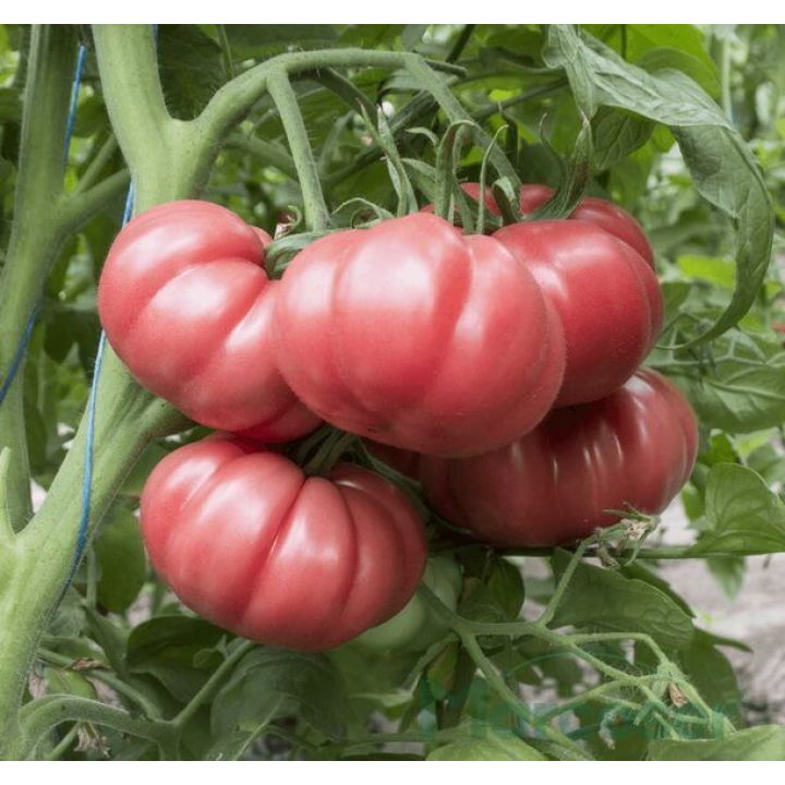 Tomate roz HB101153 F1 (tip Monterosa) - 1
