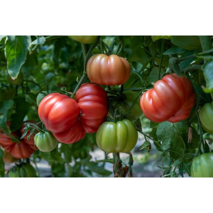 Tomate roz HB101153 F1 (tip Monterosa) - 2
