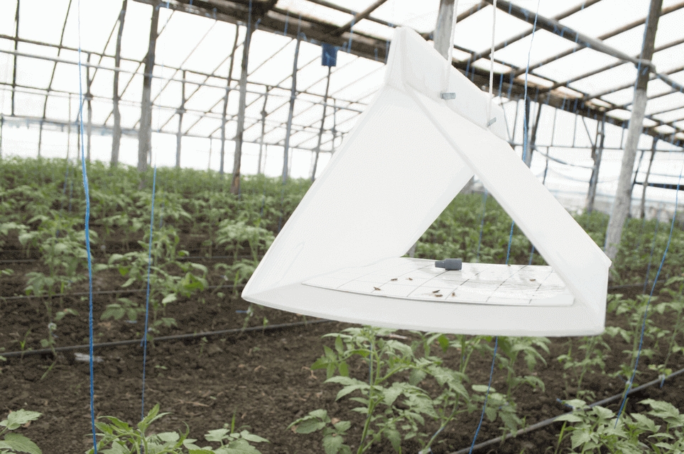 CAPCANA DELTA PENTRU TUTA ABSOLUTA