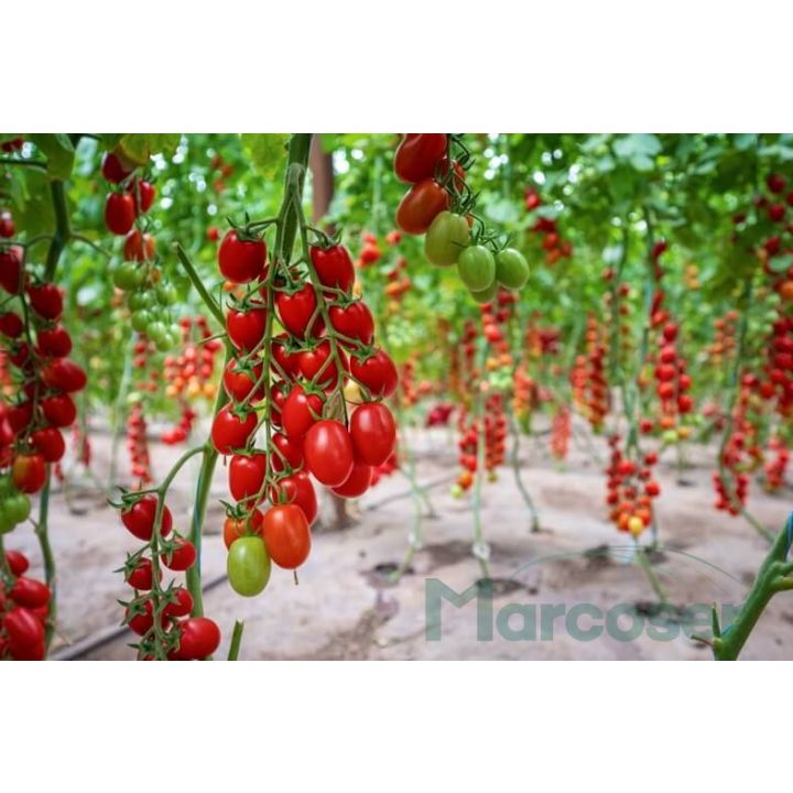 Tomate cherry prunisoara Landolino F1