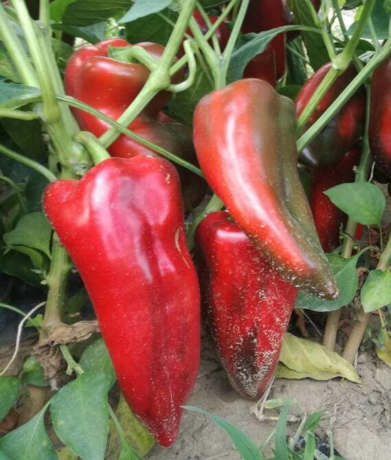 PICIOR DE ELEFANT (SLONOVO NOGA)