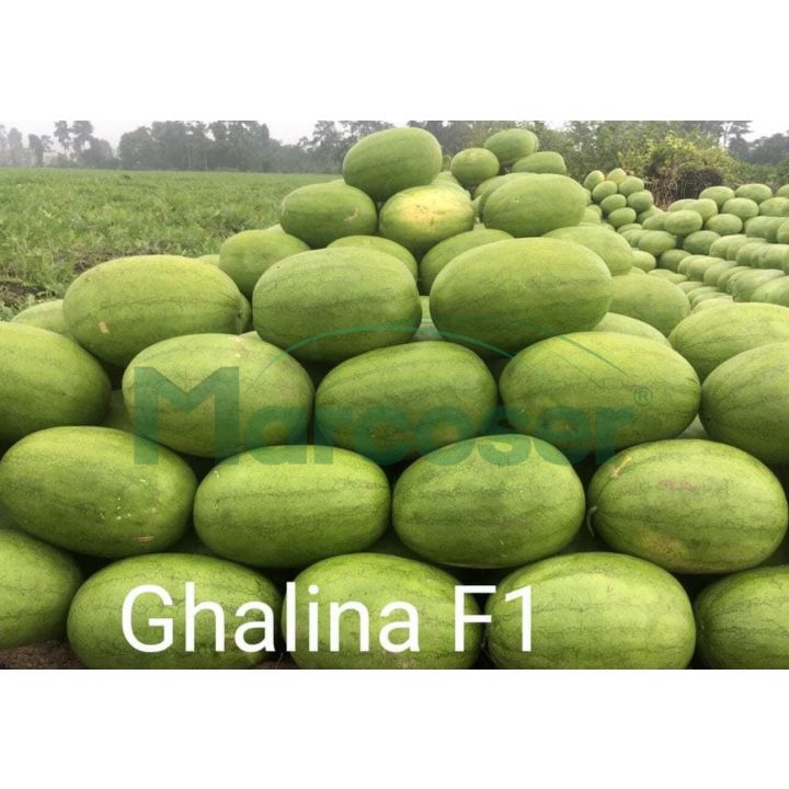 Pepene verde Ghalina F1