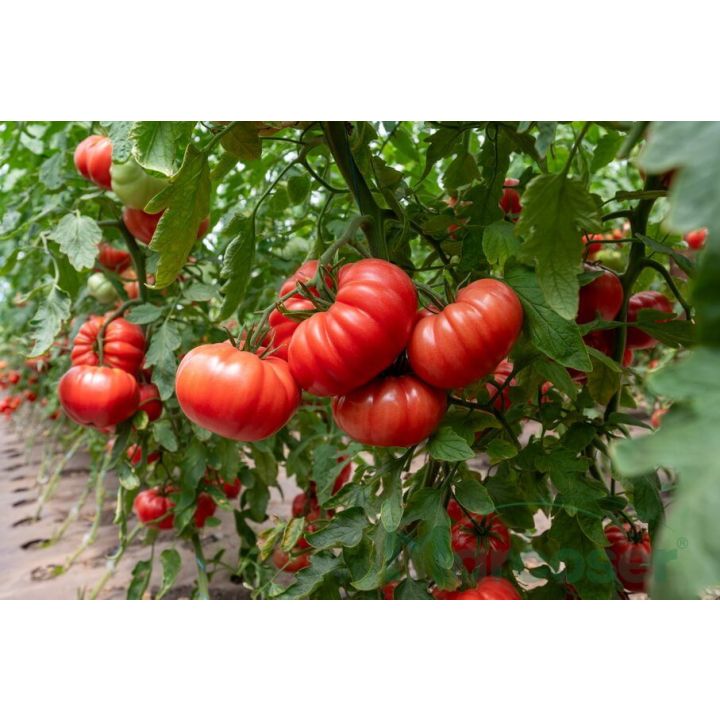Tomate roz Rosamei F1