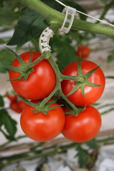 ARC FLEXIBIL PENTRU PRINDEREA CIORCHINELUI DE TOMATE