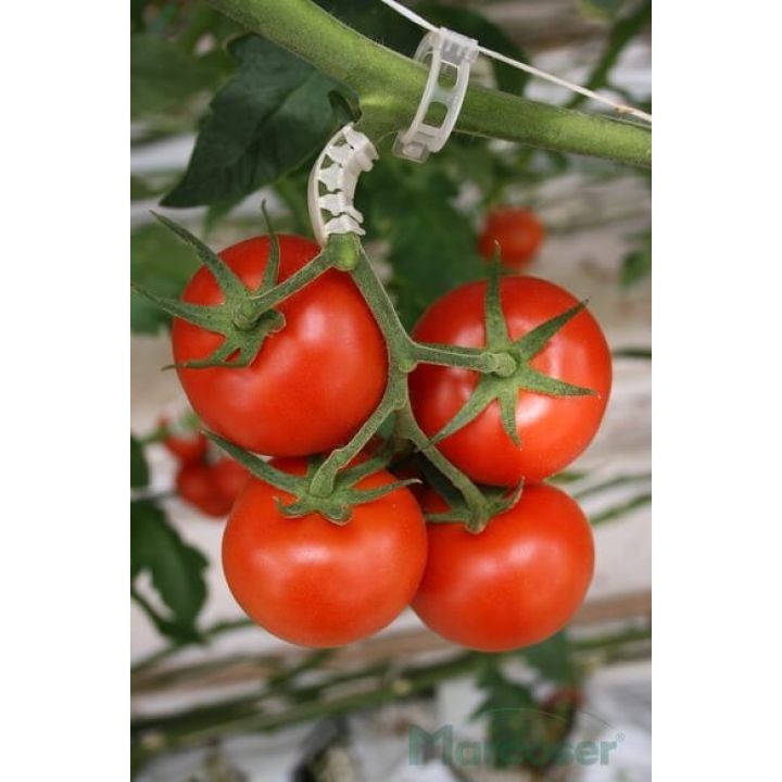 Arc flexibil pentru sustinerea ciorchinelui de tomate